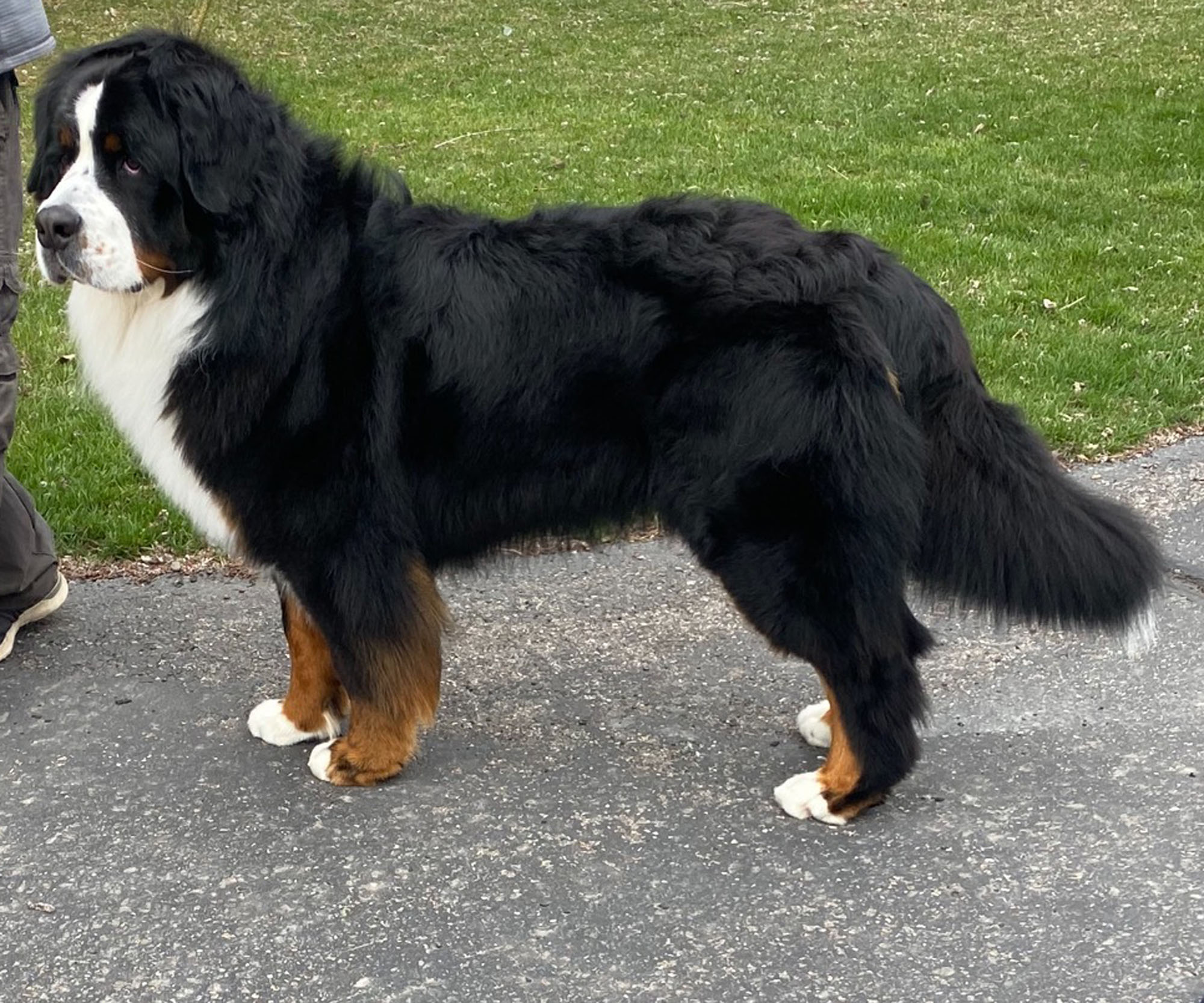 Winston Bernese Utah